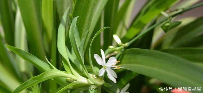 吊兰的最爱,没事喝喝“它”,个头蹿蹿,藤蔓到处爬!