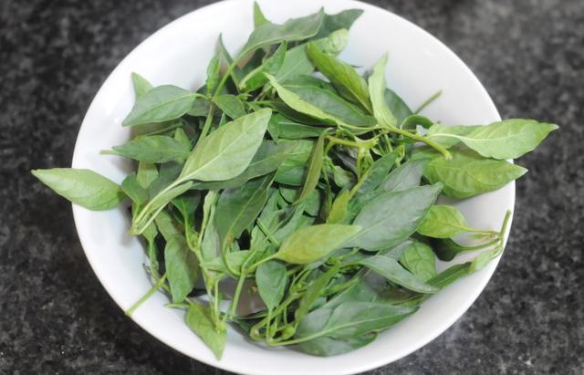 人们只吃它的果实,殊不知叶子也是宝,含钙量很高,不懂可惜了