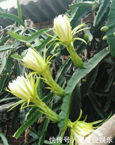 在家也能种火龙果,7天生根发芽,好养易活结果量大,果子挂满树