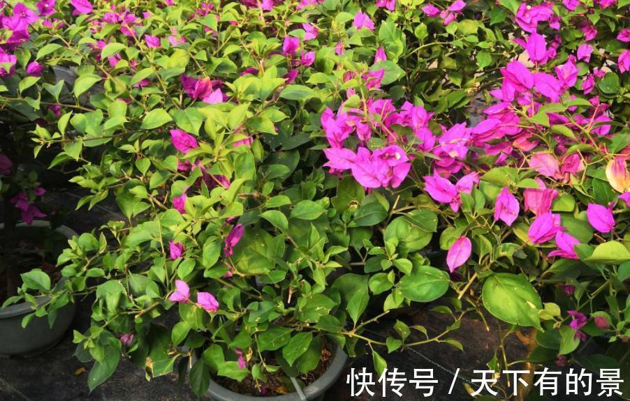 开花机器|养三角梅，反复做这件事，才不愧“开花机器”的美誉