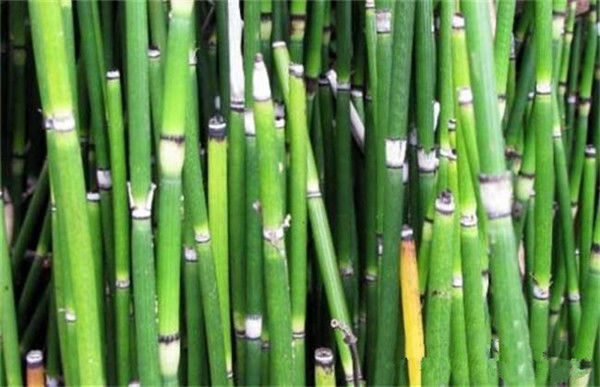 什么是“节节草”老人用节节草泡脚,十几年的老问题轻松解决