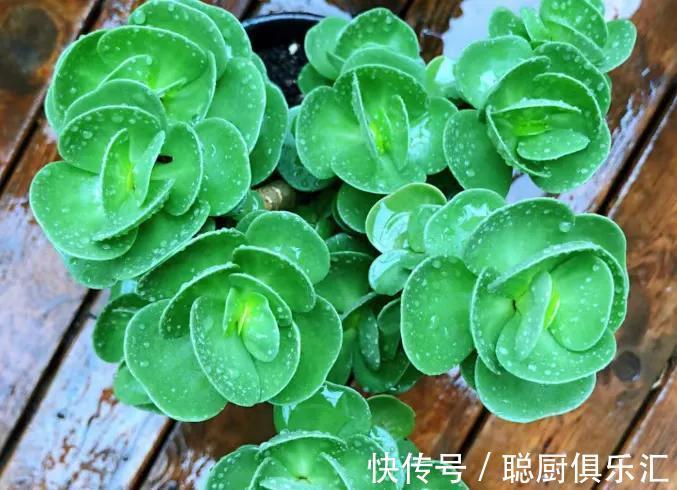 听说养此4种多肉，旺财又旺宅，你有养吗