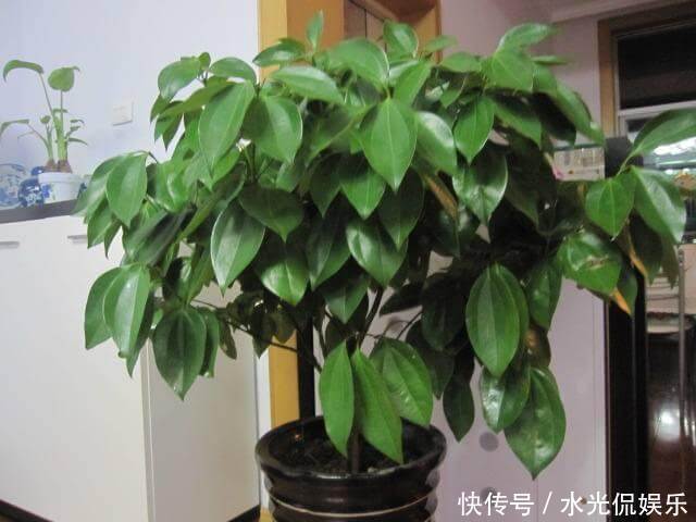 幸福树|平安、幸福和发财,这3种花全有了,寓意好极了,盆景更具观赏性