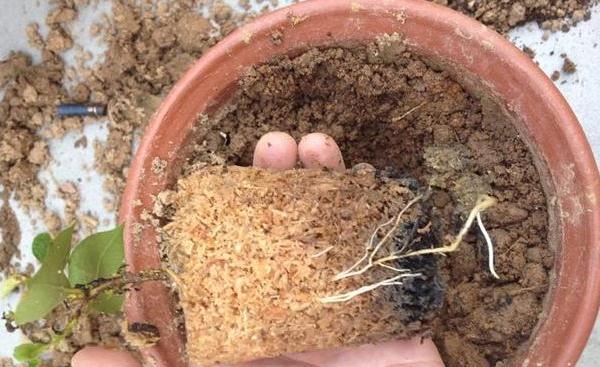 木屑|什么花卉生根剂，都不如“它”，盆里放一点，3-5天长出大白根