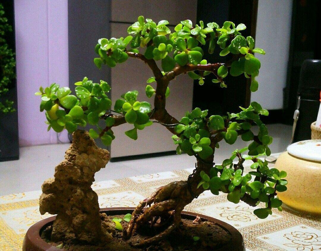 公认好养的“五种花”,漂亮又大气,还能养成老桩,越养越有价值