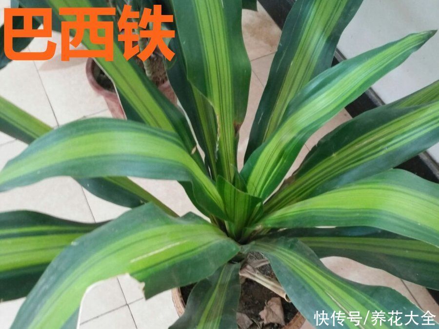  恩州养花者|门口种了富贵竹，长到3米高，路过的都站着看