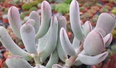 家里养3种花，一年到头开花不断，好养活，观赏性高