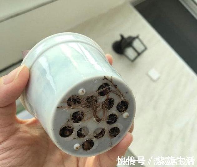 花盆|花市看到这样的“花”,再喜欢也不要买,养不久,白花钱