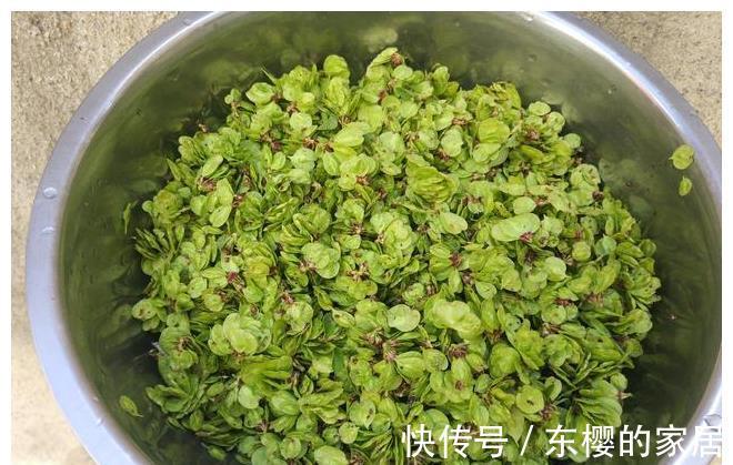 野菜|长在树上的野菜，用玉米面拌一拌，上锅蒸熟，比大鱼大肉吃着都香