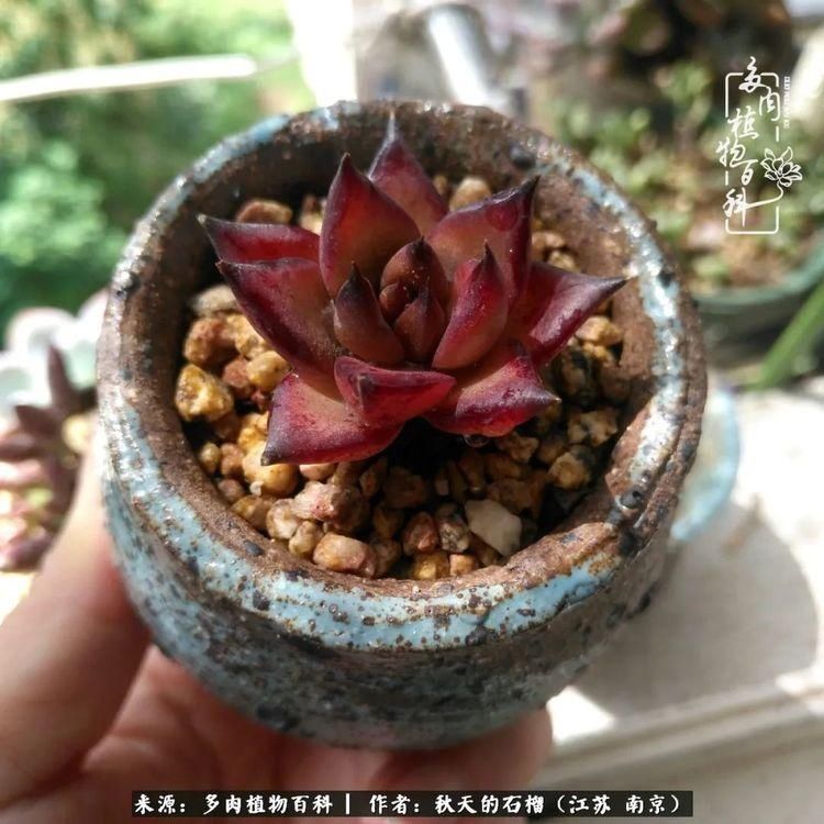 渡劫归来的肉肉,谁是谁的前世,谁又成了谁的今生