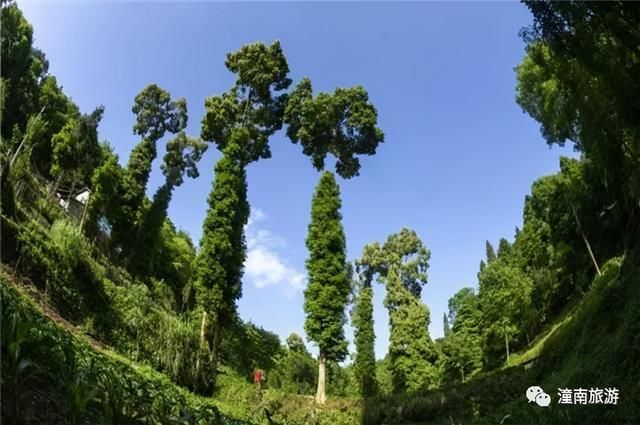 五桂山|美!陈抟山即将迎来大变化!还有这些名山，藏着潼南最美的夏天