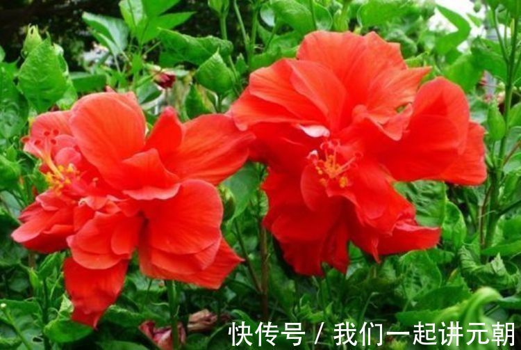 4种花漂亮又好养,花姿妖娆,开花大又香,开出一片花海