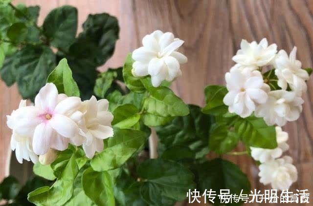茉莉花|养茉莉花有5个常见问题，对于新手来说，避免才能花开不断不黄叶