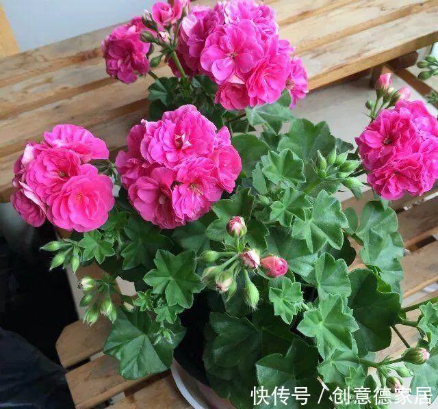 君子兰|养花不开花,原来是盆里缺了它,只加一点点,飞快开满花