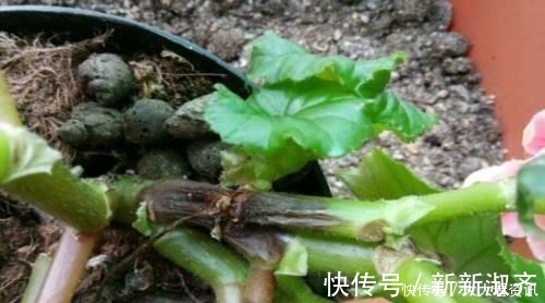 养花|养花浇了“夺命水”，难怪烂根、黄叶，2种水“千万”别乱用