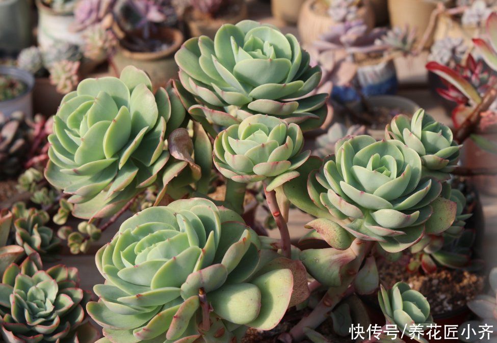 小苗|家庭养多肉,要记住这3点,这是成为多肉大户的“秘诀”