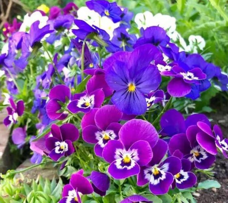 懒人养花养不活,不妨试试这些花朵,好养易爆盆,养在阳台成花海