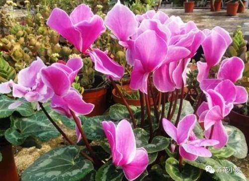 买回仙客来,按照这种方法养,年年开花满盆
