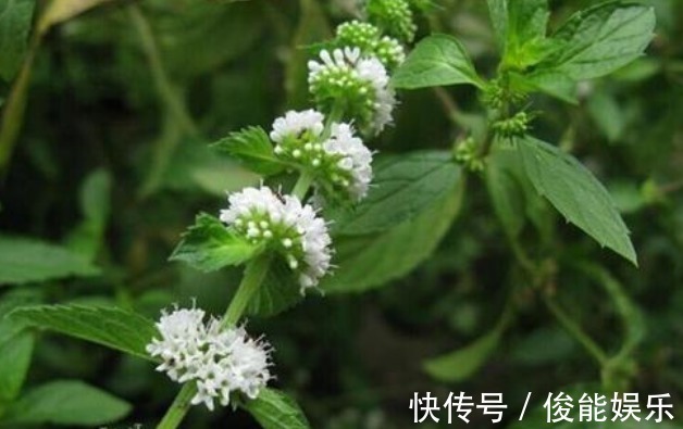 怡人!此花香气幽雅怡人,淡雅花朵却是清而不俗,寓意为愿与你再相逢