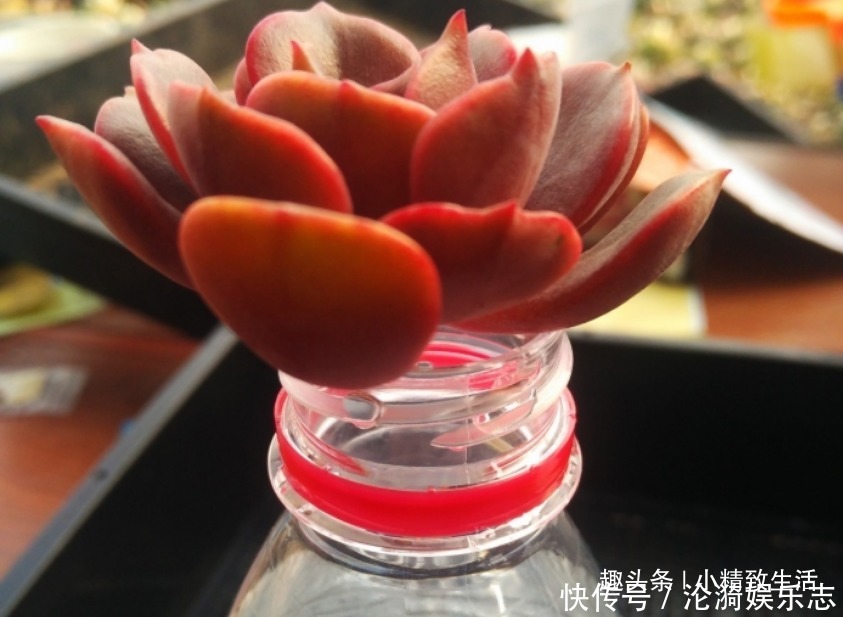 多肉|不喜水的多肉,却可以水培2种操作方法,肉肉照样出状态