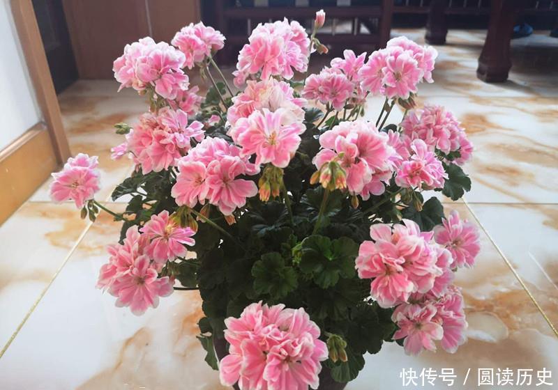 封闭阳台养啥花?天竺葵—“童话故事”,你值得拥有