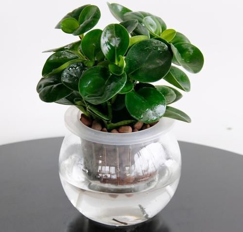 观赏性|卧室养花,就养4种小绿植,有生机好管理