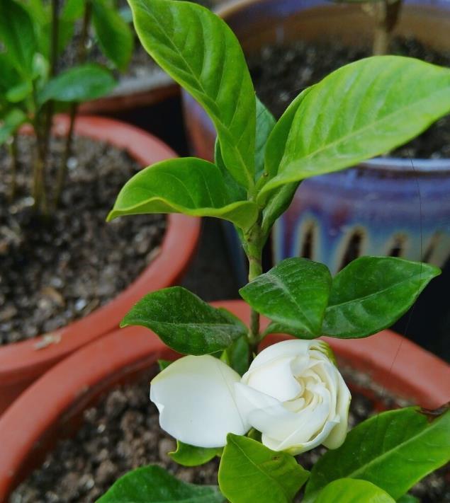 桔梗|懂花的人,都爱养这5种花,漂亮好养易爆盆,寓意好还养人