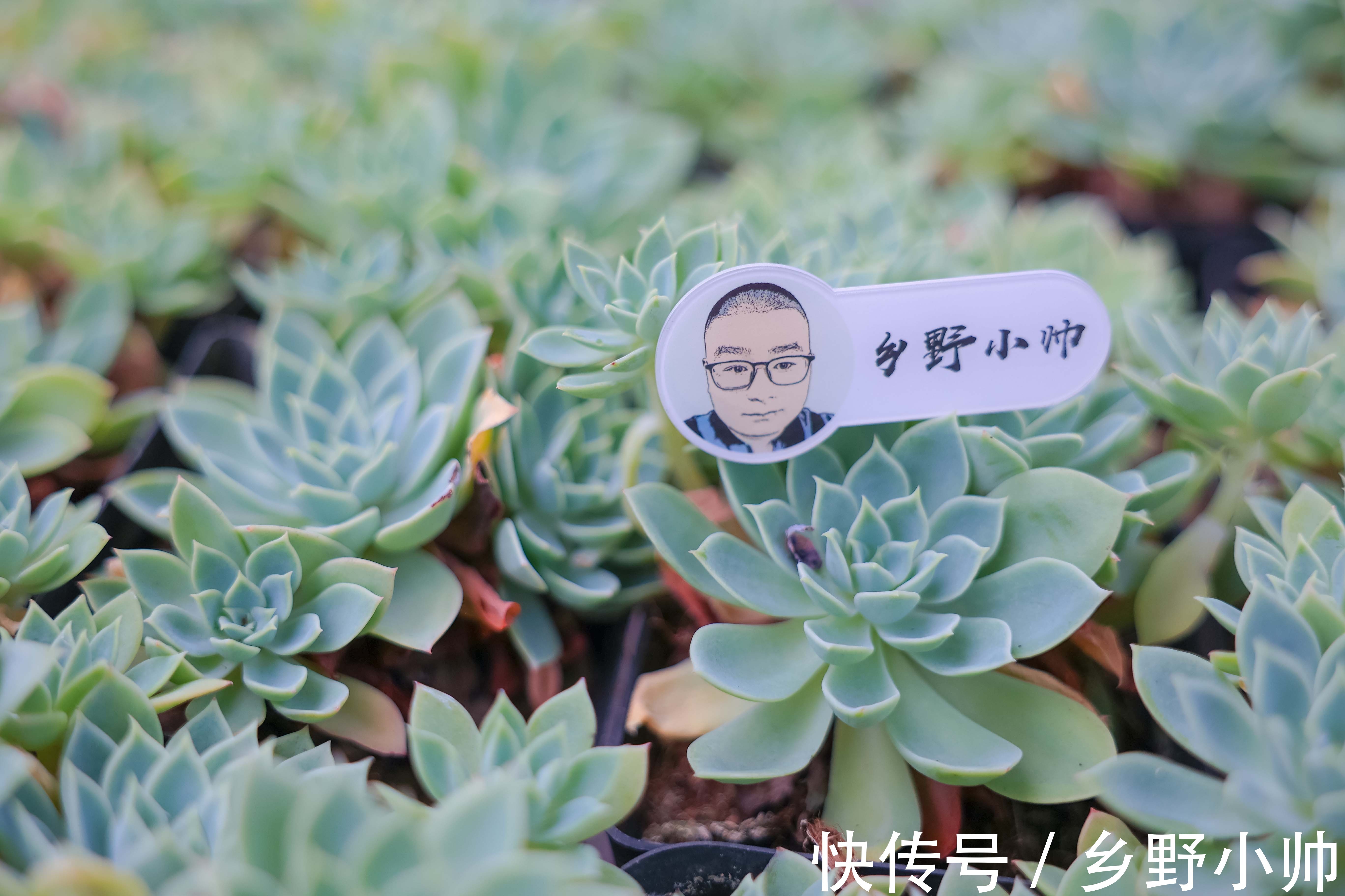 万物生长|休眠以后肉肉变丑,秋天来临,做好学会这三招肉肉重新变美