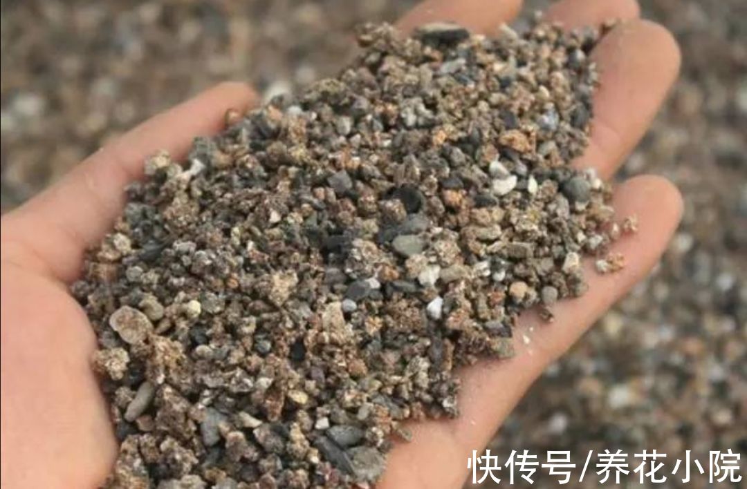 花盆下面填一层“颗粒”,疏松透气不积水,根系生长健壮