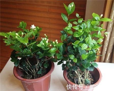 花舍不得剪,活该徒长叶不开花!此3种花这么剪,花开不断还有形