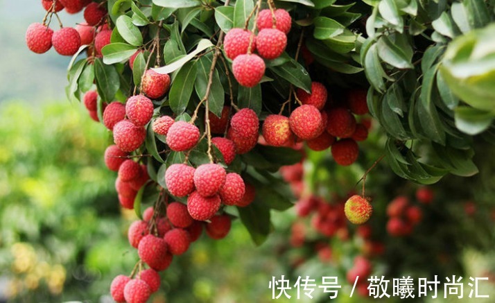 水果|常见的以下水果,不建议宝宝吃太多,小心可能影响孩子一辈子!