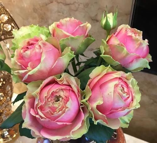  盛开|最像水果的月季，花开双色，花苞硕大，成片盛开，南北方都能养