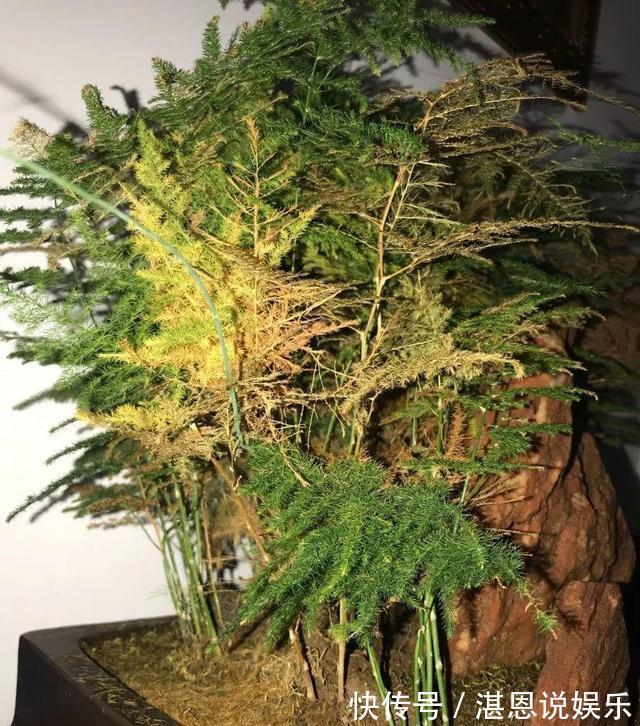 黄叶|养文竹总是黄叶，找准3个原因，长得茂密旺盛，变成“翠绿球”