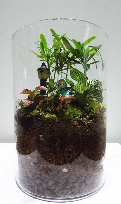 这花真好养,叶子沾点水就能活,7天爆满一大缸