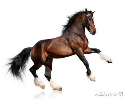 上联 驸马非马|千古绝对! 上联 驸马非马, 只有公主驾驭, 下联经典到爆!