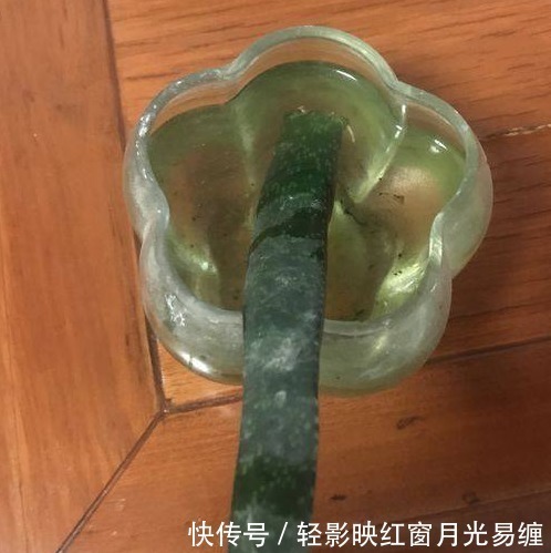 芦荟汁|不小心将“芦荟”叶子掰断了，把它放在水里，结果这样了……