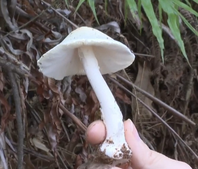 断肠草|形似杭州人常煲的草药！别碰，有剧毒