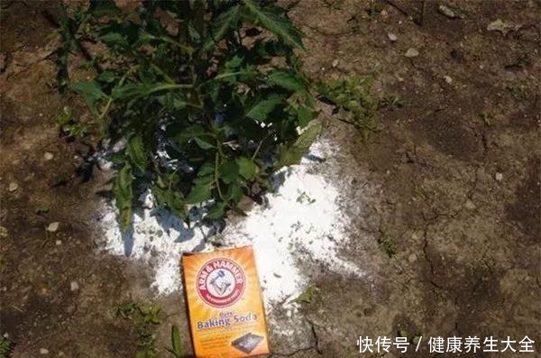 小苏打用来养花的众多用途,促进植物健康生长!