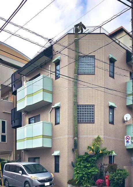 看了这群日本网友家养的“仙人掌”,画风太搞笑了