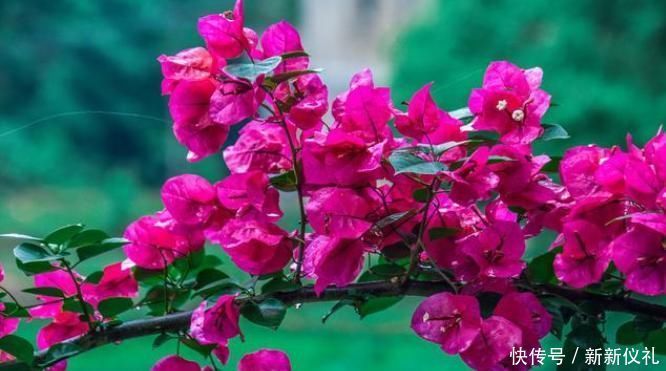 三角梅扦插总不活?吹口仙气,成活率翻倍,20天冒新芽