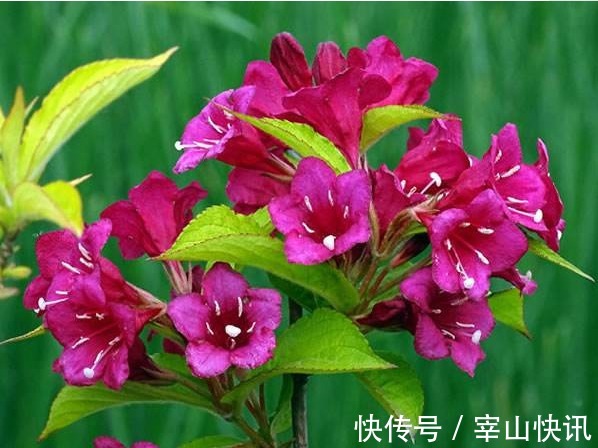 小白|此花花色绚丽,花朵犹如一簇缀满彩霞的锦带,寓意着人生绚烂多姿