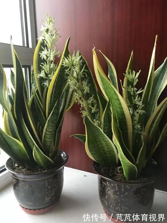 花友|养君子兰虎尾兰，扒点土反而疯长，1个月蹿出10个芽
