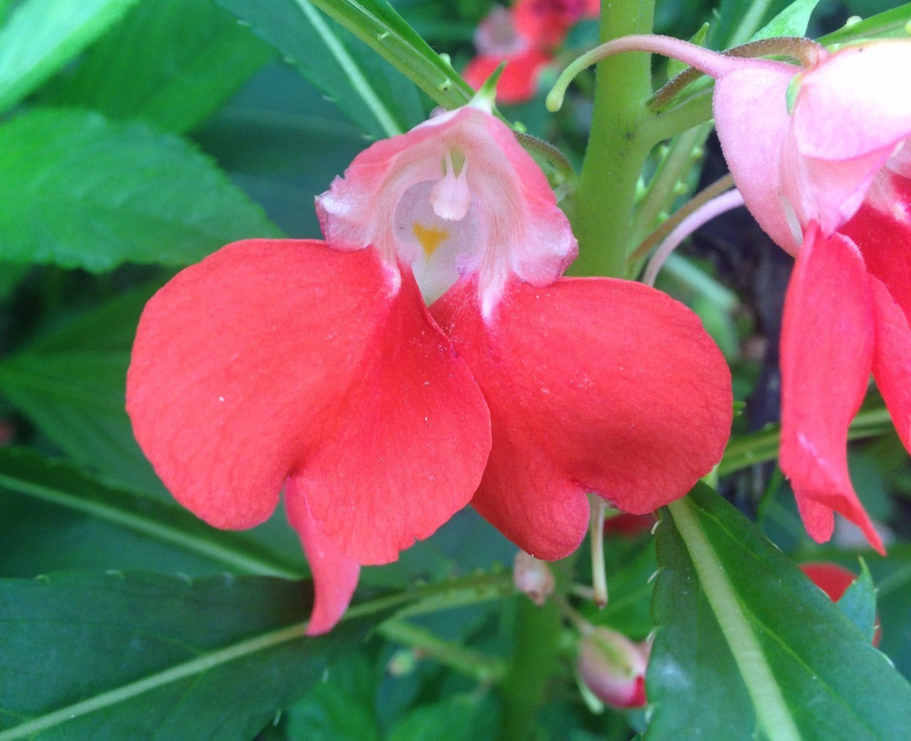 彩凤|此花如鹤顶、似彩凤,妩媚悦人,生命力极其顽强,寓意着怀念过去