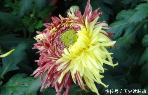 此款花草适合新手养,不用操啥心,花开媲美玫瑰,花朵姿态万千