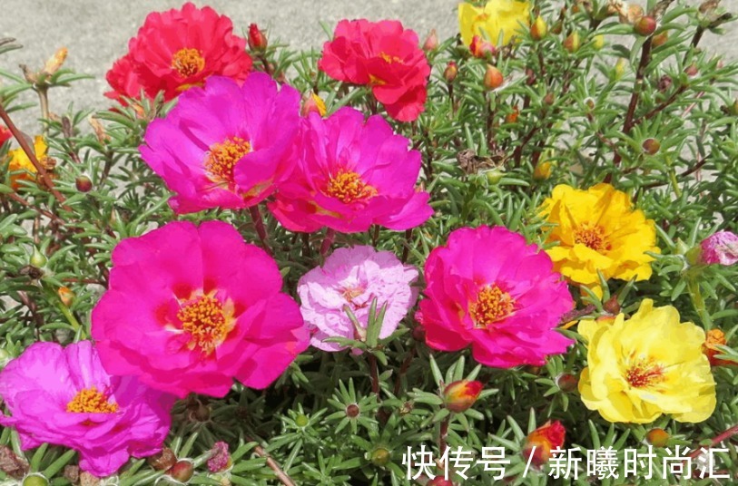 天热养花不能错过的3种向阳植物,每一个都是沾土即活