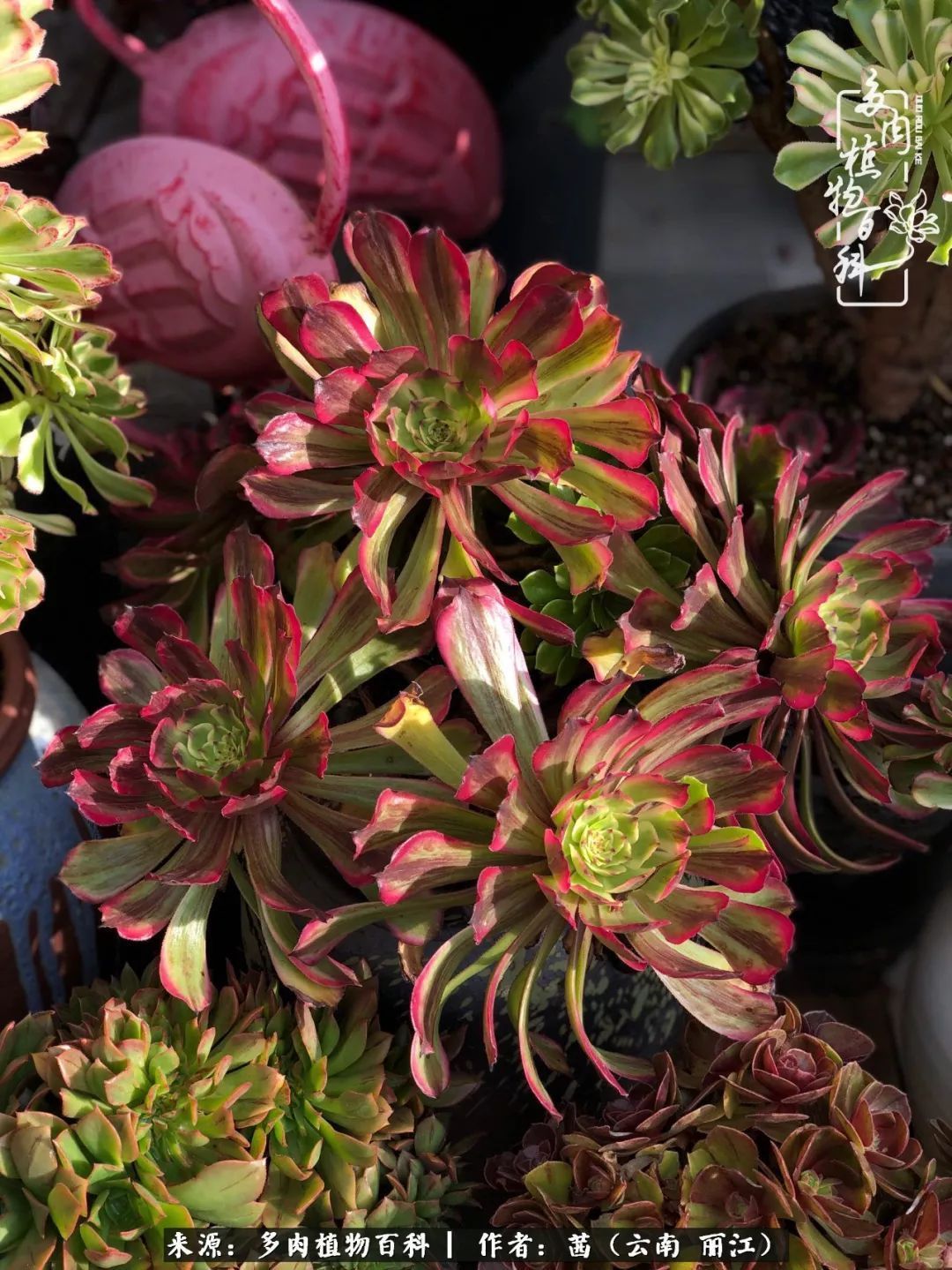 一年四季不同景，一院多肉陪我后半生！