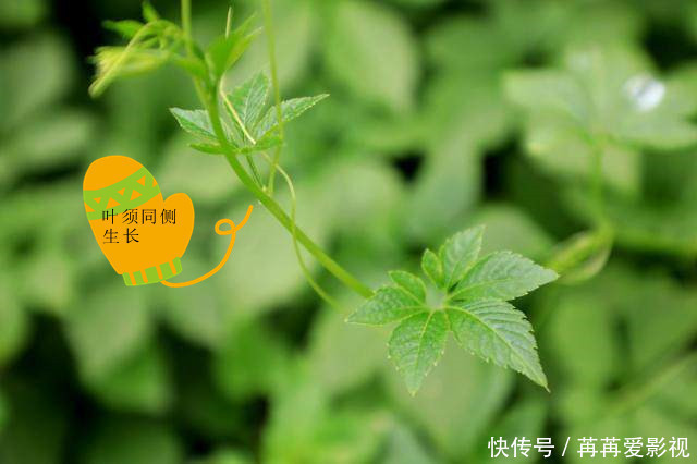 宝贝|农村一种结黑豆豆的爬藤类野草,城里老太太却当作宝贝,为什么?