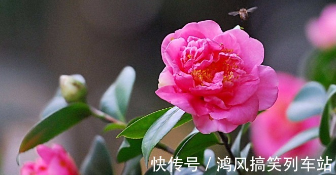 食用|可以食用的9种花草,最好在卧室放一盆,不但好看还好吃