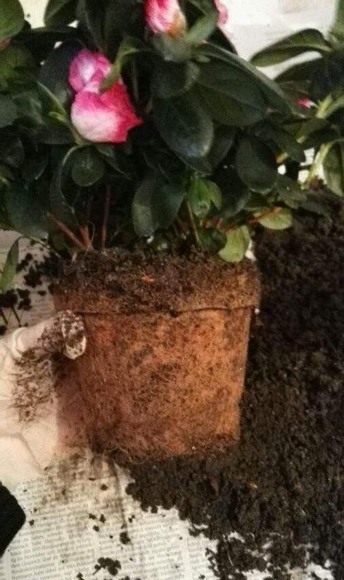 讲解|杜鹃花换盆大讲解，让你换盆不死苗
