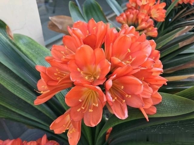 花友们|君子兰最爱“3种肥”,很好找,10天追一次肥,入秋开花翻一倍